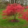 Acer Palmatum 'Beni-maiko'