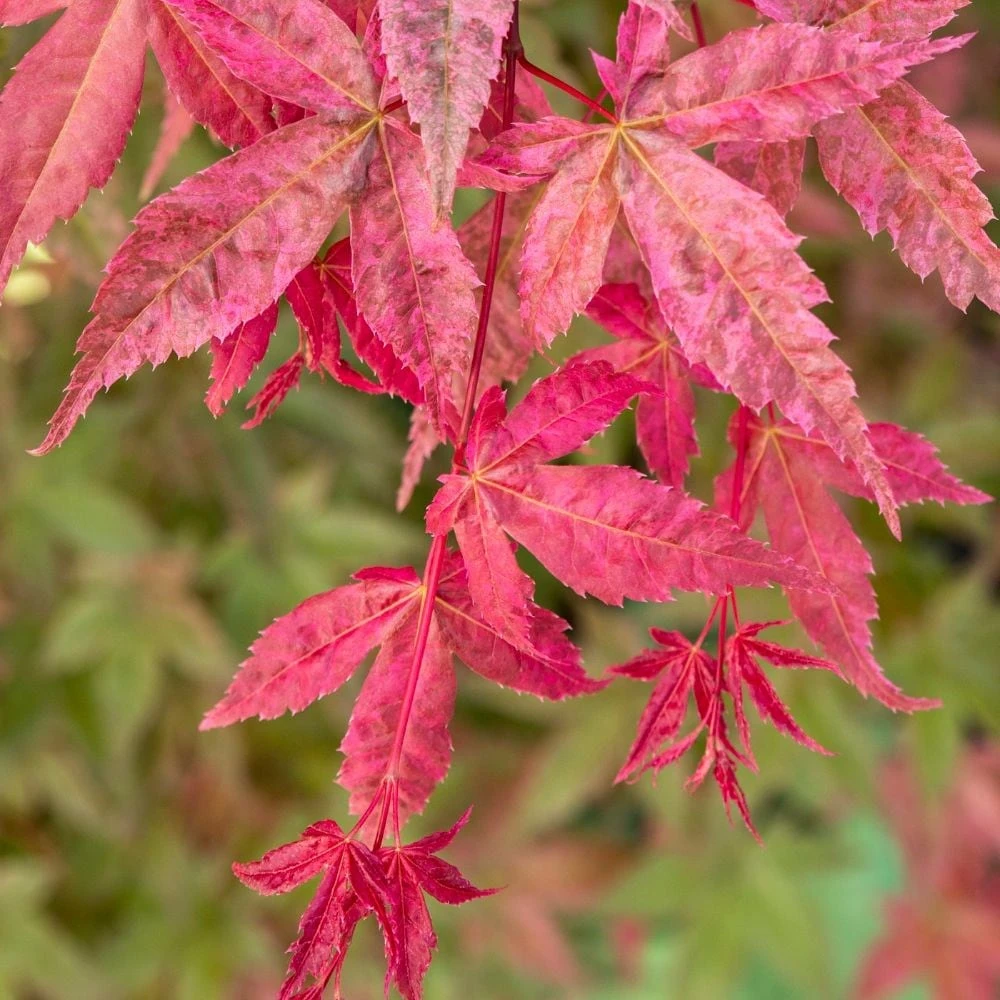 Acer Palmatum 'Beni-maiko' 2 Acer Palmatum 'Beni-maiko' - Image 2