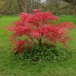 Acer Palmatum 'Beni-maiko' 7 Acer Palmatum 'Beni-maiko' -Plants Shop pl2000041404 card4 lg