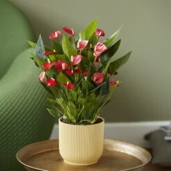 Anthurium 'Million Flowers' -Plants Shop pl2000041447 card3 lg