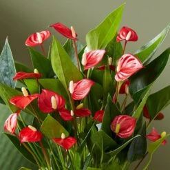 Anthurium 'Million Flowers' -Plants Shop pl2000041447 card4 lg