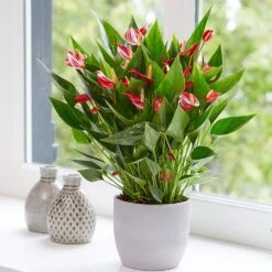 Anthurium 'Million Flowers' -Plants Shop pl2000041447 card5 lg