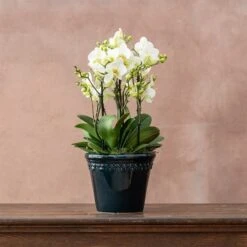 Phalaenopsis 'Bellissimo Bella'