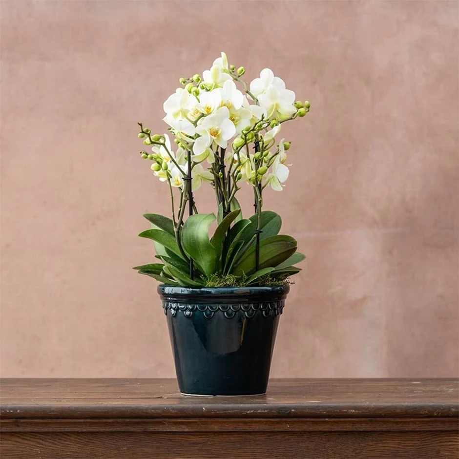 Phalaenopsis 'Bellissimo Bella' 1 Phalaenopsis 'Bellissimo Bella'