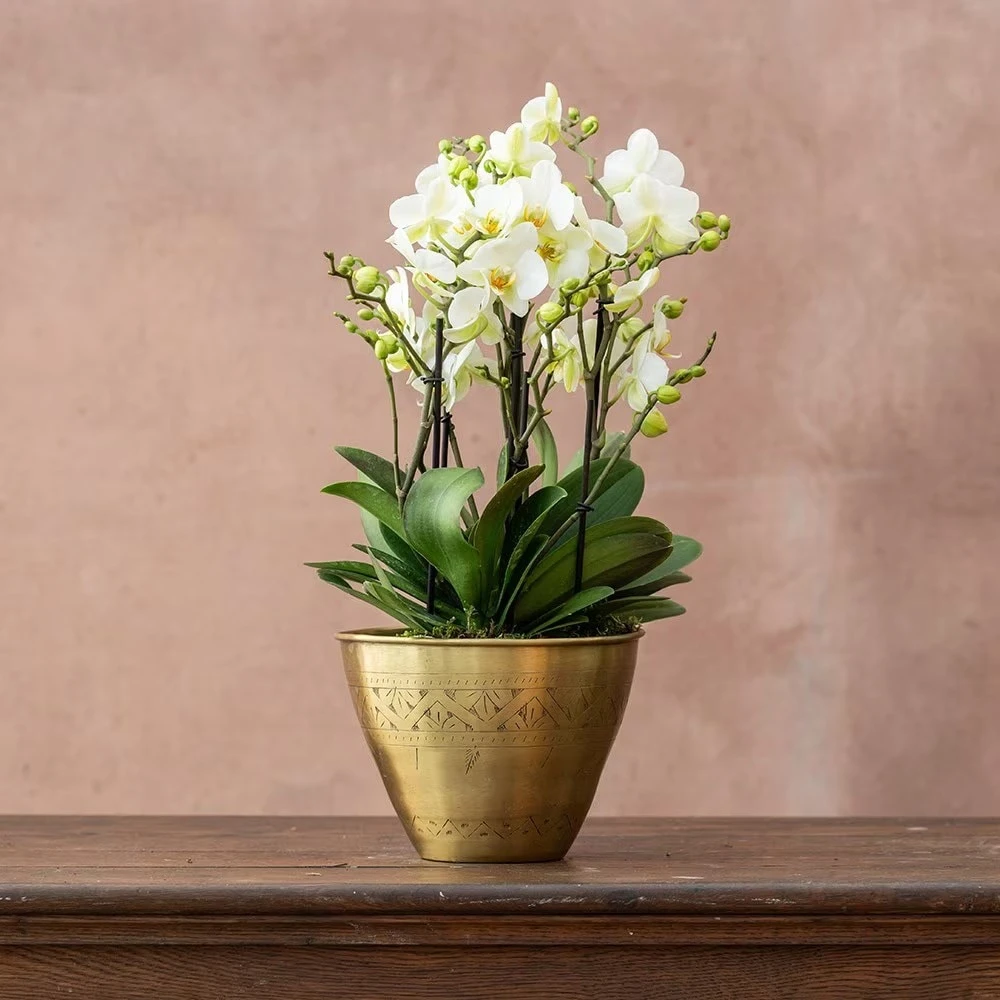 Phalaenopsis 'Bellissimo Bella' 2 Phalaenopsis 'Bellissimo Bella' - Image 2