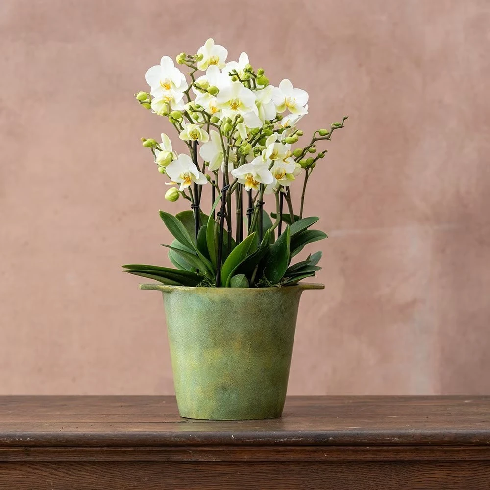 Phalaenopsis 'Bellissimo Bella' 3 Phalaenopsis 'Bellissimo Bella' - Image 3