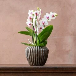 Phalaenopsis 'Boquetto Passione'