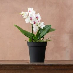 Phalaenopsis 'Boquetto Passione' -Plants Shop pl2000041452 card3 lg