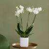 Phalaenopsis Theatro With Pot Cover