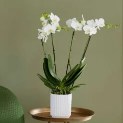 Phalaenopsis Theatro With Pot Cover