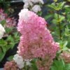 Hydrangea Paniculata Sundae Fraise ('Rensun') (PBR)