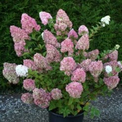 Hydrangea Paniculata Sundae Fraise ('Rensun') (PBR) -Plants Shop pl2000041481 card3 lg