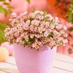 Rosa Cutie Pie ('ROP007') (PBR) 8 Rosa Cutie Pie ('ROP007') (PBR) -Plants Shop pl2000041521 card3 lg