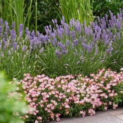 Rosa Cutie Pie ('ROP007') (PBR) 9 Rosa Cutie Pie ('ROP007') (PBR) -Plants Shop pl2000041521 card4 lg