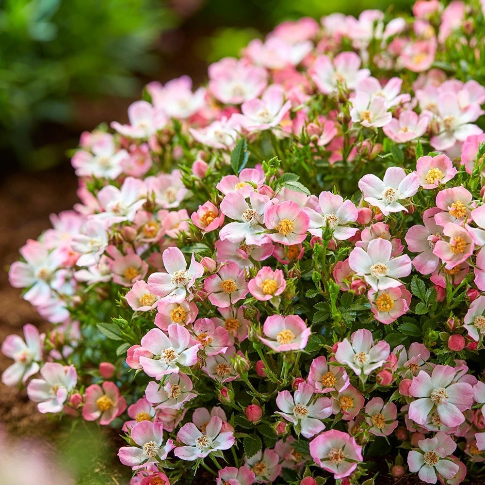 Rosa Cutie Pie ('ROP007') (PBR) 5 Rosa Cutie Pie ('ROP007') (PBR) - Image 5