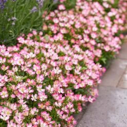 Rosa Cutie Pie ('ROP007') (PBR) 11 Rosa Cutie Pie ('ROP007') (PBR) -Plants Shop pl2000041521 card6 lg