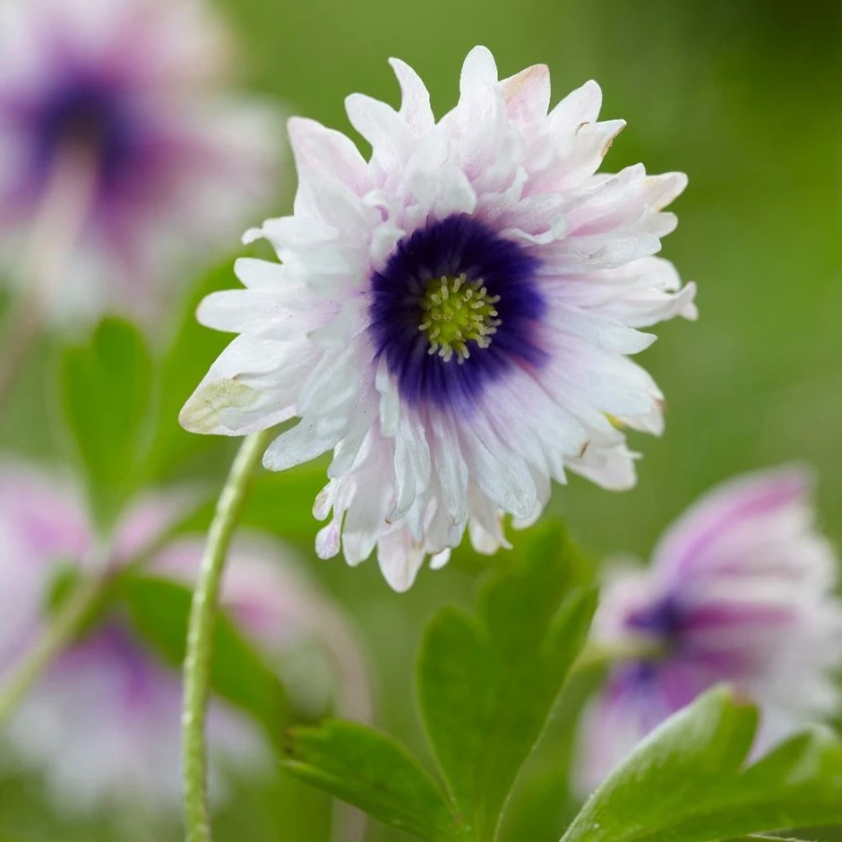 Anemone Nemorosa 'Blue Eyes' 1 Anemone Nemorosa 'Blue Eyes'
