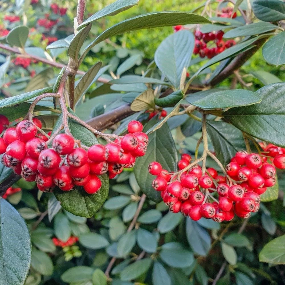 Cotoneaster Franchetii 2 Cotoneaster Franchetii - Image 2