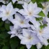 Clematis Tranquilité ('Evipo111') (PBR) (Boulevard Series)