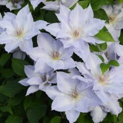 Clematis Tranquilité ('Evipo111') (PBR) (Boulevard Series)