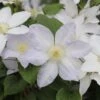 Clematis Ice Blue ('Evipo003') (PBR) (Prairie Series)
