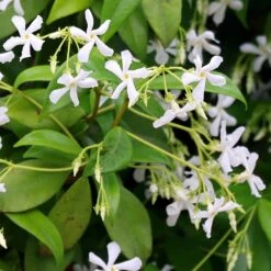 Trachelospermum Jasminoides 7 Trachelospermum Jasminoides -Plants Shop pl2000042580 card4 lg