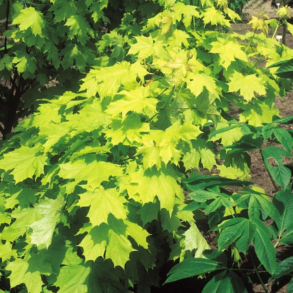 Acer Platanoides Princeton Gold ('Prigo') (PBR) 1 Acer Platanoides Princeton Gold ('Prigo') (PBR)
