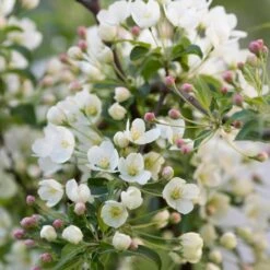 Malus Brevipes 'Wedding Bouquet'
