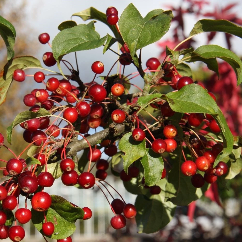 Malus Brevipes 'Wedding Bouquet' 2 Malus Brevipes 'Wedding Bouquet' - Image 2