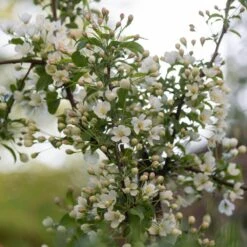 Malus Brevipes 'Wedding Bouquet' 5 Malus Brevipes 'Wedding Bouquet' -Plants Shop pl2000042632 card3 lg