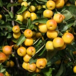 Malus 'Butterball'
