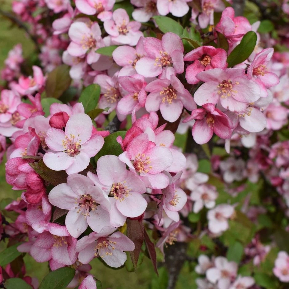 Malus 'Candymint' 1 Malus 'Candymint'