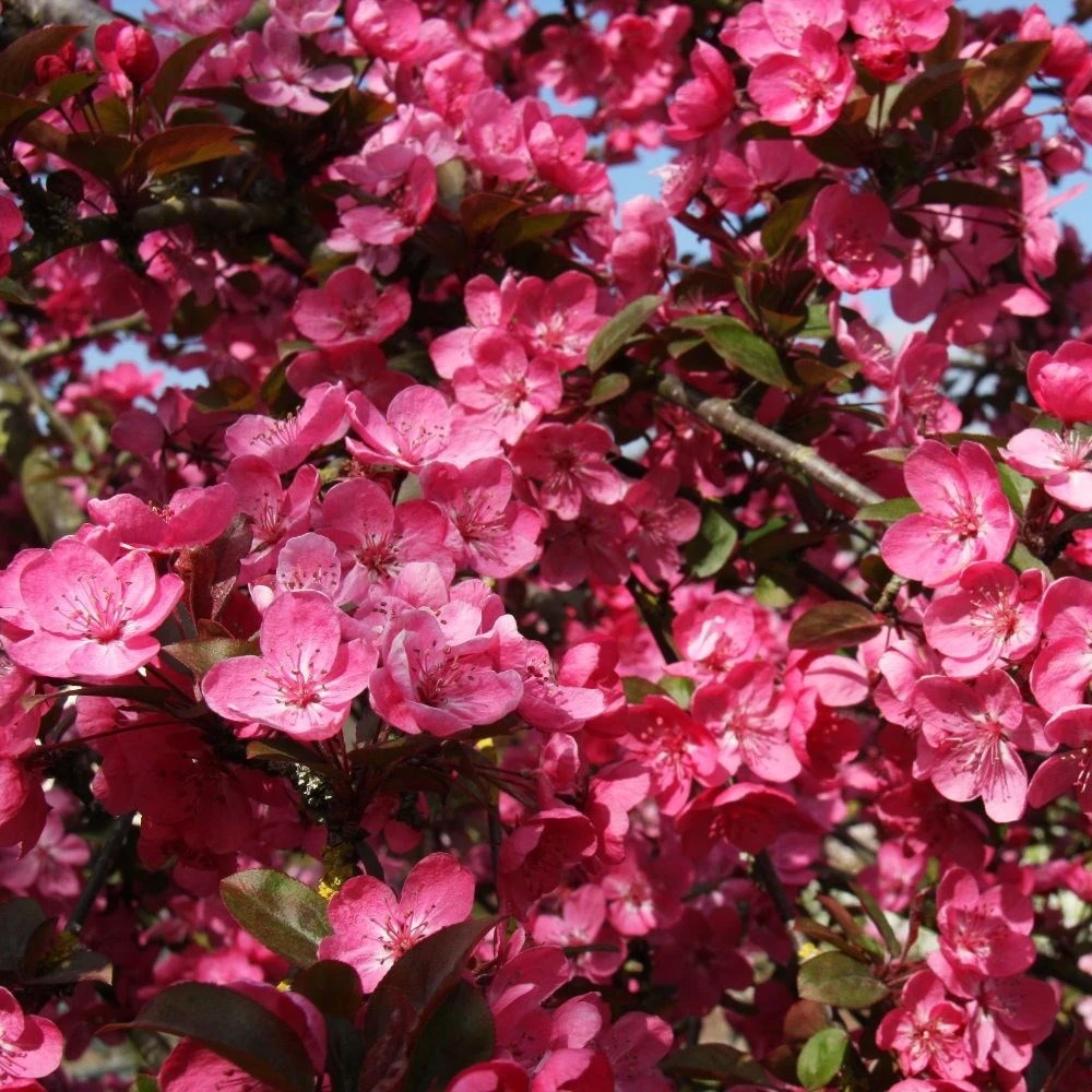 Malus 'Princeton Cardinal' 2 Malus 'Princeton Cardinal' - Image 2
