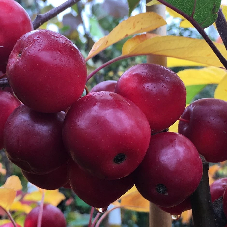 Malus × Atrosanguinea 'Gorgeous' 1 Malus × Atrosanguinea 'Gorgeous'
