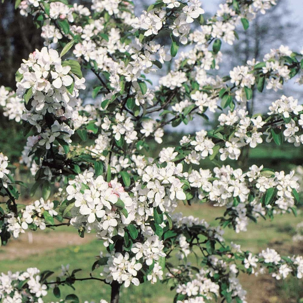 Malus × Atrosanguinea 'Gorgeous' 2 Malus × Atrosanguinea 'Gorgeous' - Image 2