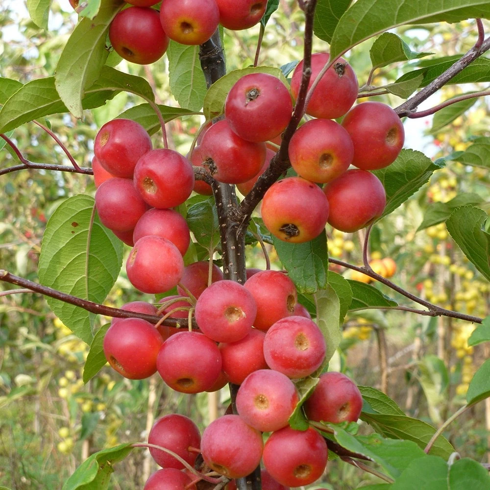 Malus × Atrosanguinea 'Gorgeous' 4 Malus × Atrosanguinea 'Gorgeous' - Image 4