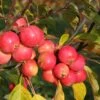 Malus Jelly King ('Mattfru')