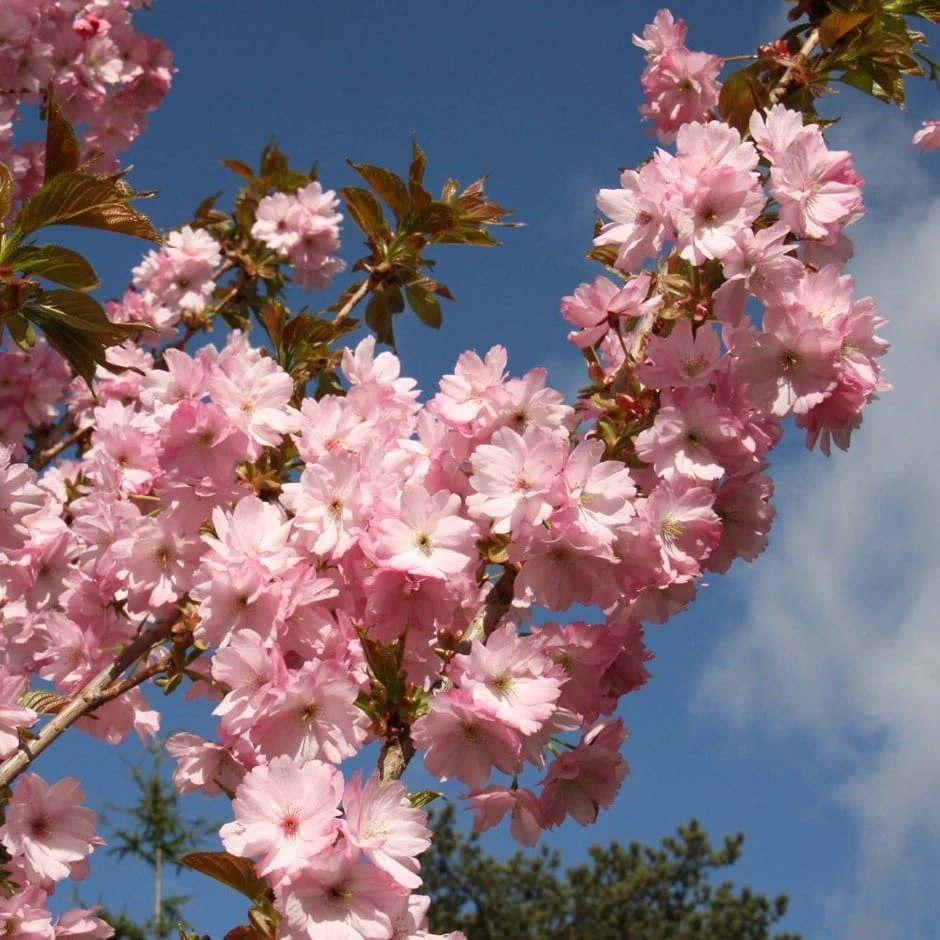 Prunus 'Beni-yutaka' 1 Prunus 'Beni-yutaka'