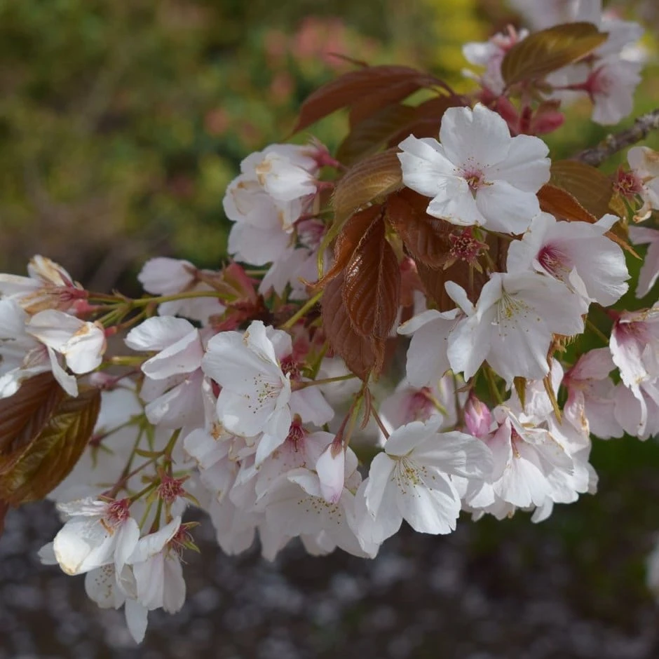 Prunus 'Chocolate Ice ('Matsumae-fuki')' 1 Prunus 'Chocolate Ice ('Matsumae-fuki')'