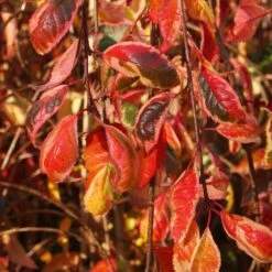 Prunus Frilly Frock ('Fpmspl') -Plants Shop pl2000042650 card3 lg