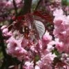 Prunus 'Royal Burgundy'