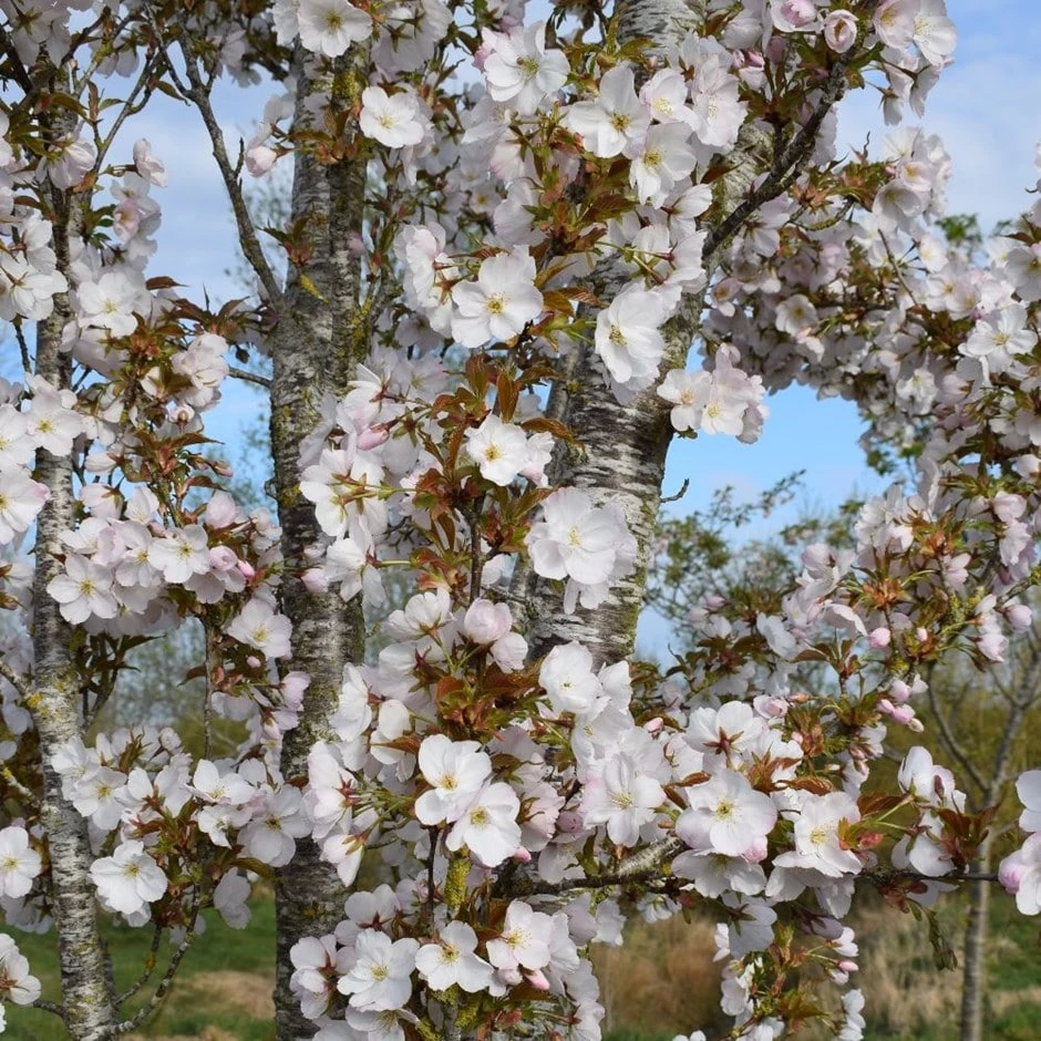 Prunus 'Sunset Boulevard' 1 Prunus 'Sunset Boulevard'