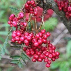 Sorbus Vilmorinii 'Pink Charm'