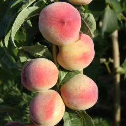 Peach 'Peregrine'