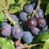 Damson 'Merryweather Damson'