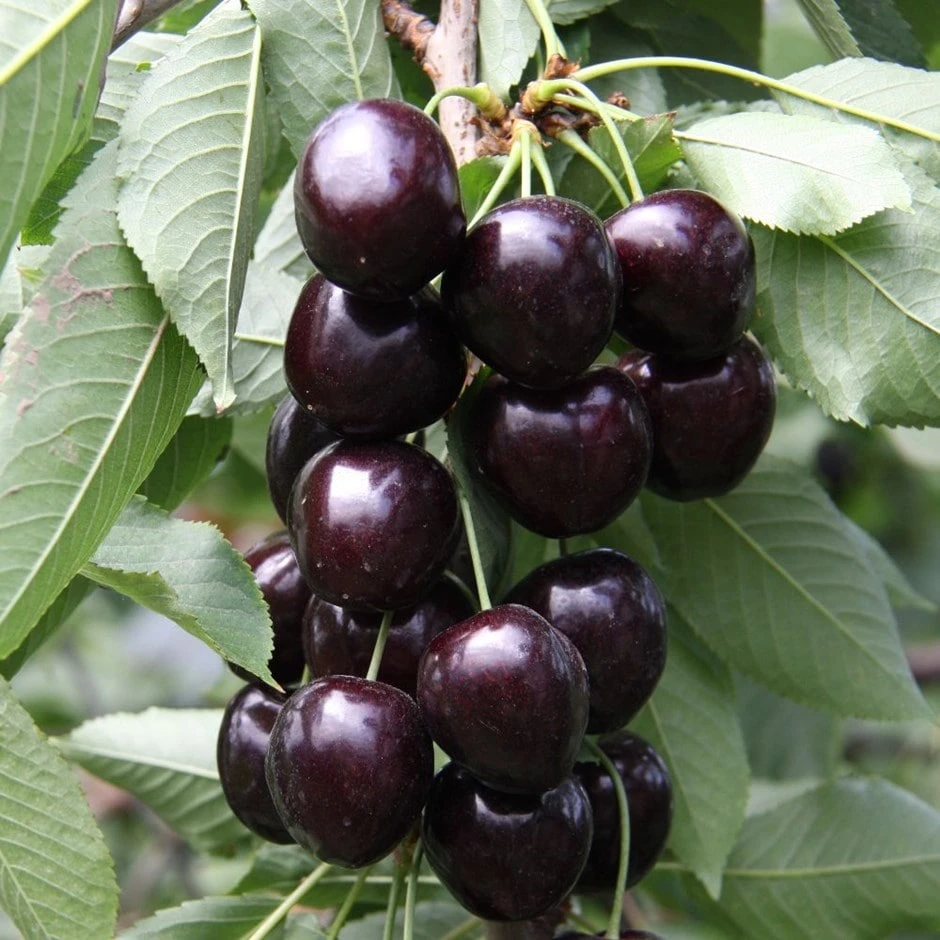 Cherry 'Kordia' 1 Cherry 'Kordia'