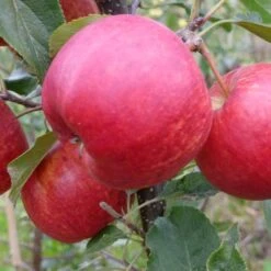 Apple 'Gala'