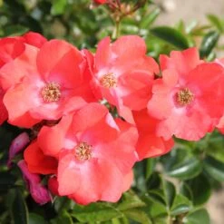 Rosa Flower Carpet Sunset ('Deseoo') (PBR) -Plants Shop pl2000042874 card3 lg