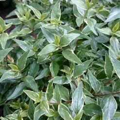 Abelia × Grandiflora Lucky Lots ('Wevo2') (PBR) -Plants Shop pl2000043067 card3 lg