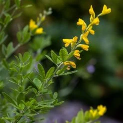 Genista 'Porlock' -Plants Shop pl2000043068 card3 lg